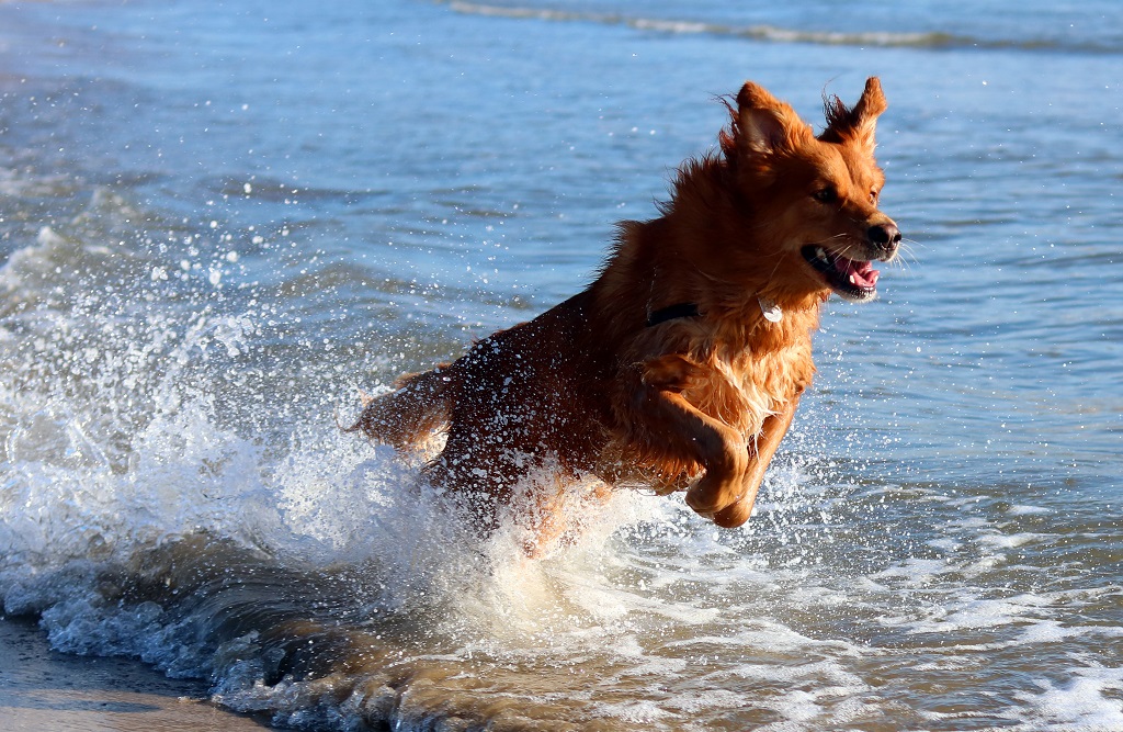 Descubre las playas Pet-Friendly de la provincia de Castellón