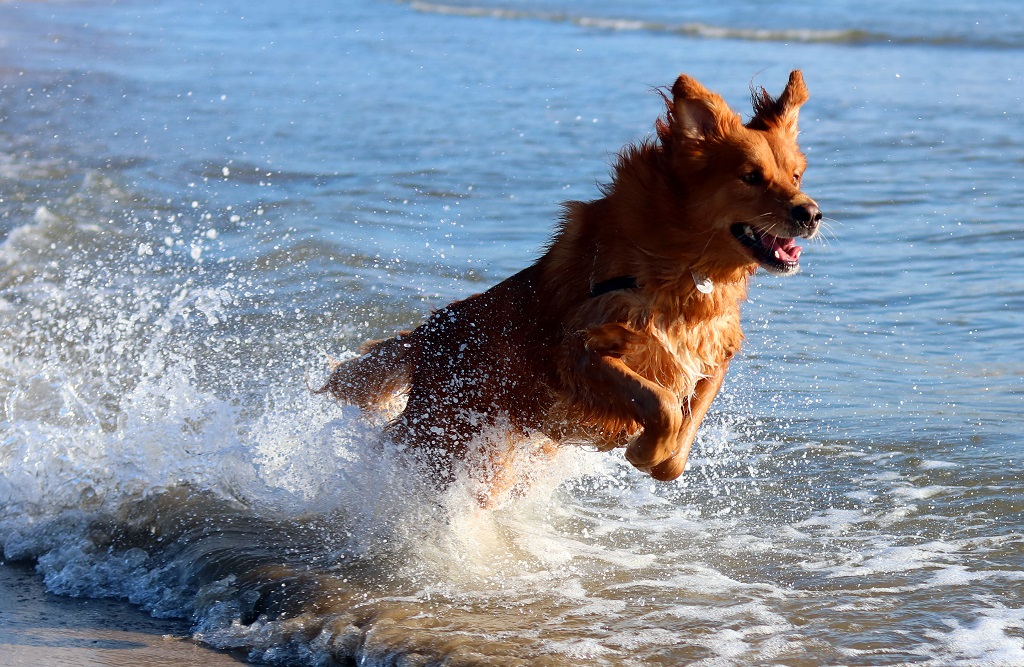 Descubre las playas Pet-Friendly de la provincia de Castellón